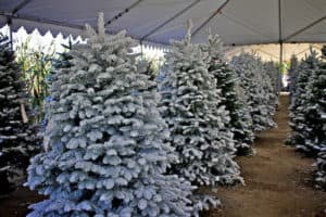 Christmas Tree Flocking Arizona