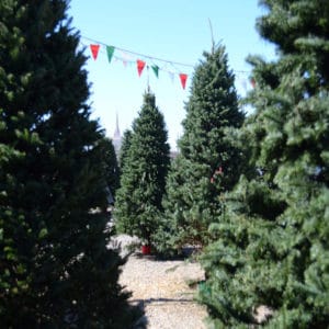 Queen Creek Christmas Trees