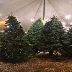 Queen Creek Christmas Trees