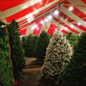 Gilbert Christmas Tree Tent