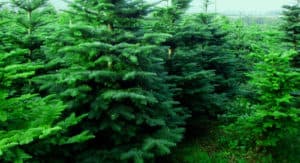 Noble Fir Christmas Tree Order Online