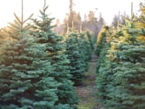 Order Christmas Trees Online
