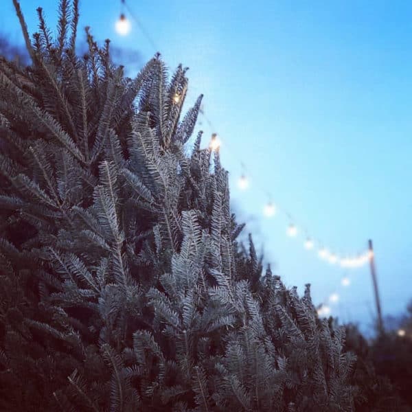 Best place to buy Christmas trees