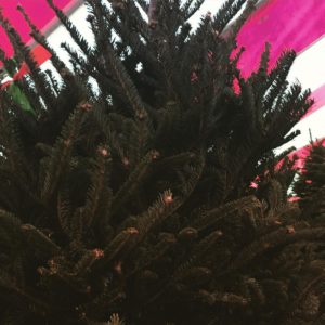 Tempe Best Christmas Tree Lot