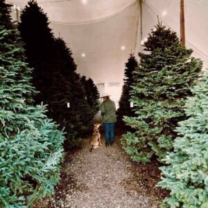 Tall Christmas trees for Sale