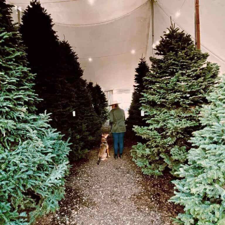 Biggest Christmas Tree Lot In Arizona