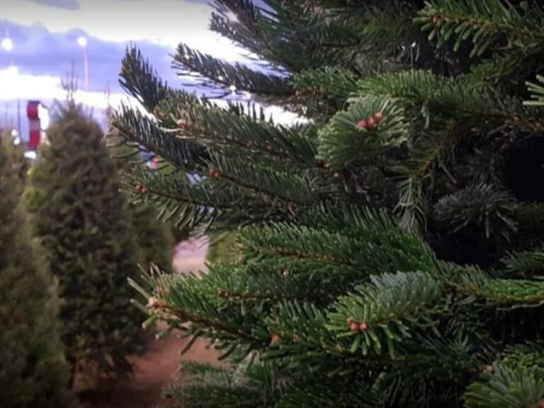 Jobs Christmas Tree Lot 2023 Seasonal Employment