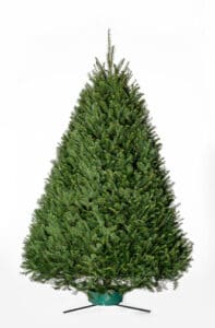 Douglas Fir Christmas Tree