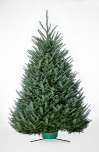 Fraser Fir Christmas Tree Type