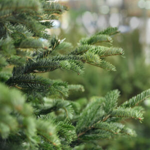 Green Valley Christmas Trees