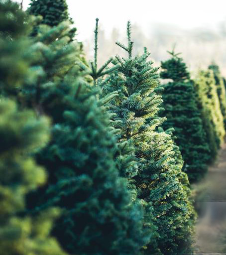 Scottsdale Christmas Trees