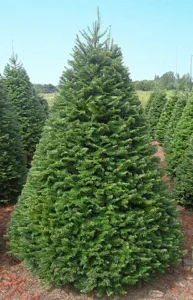 Grand Fir Chrimstas Tree Farm