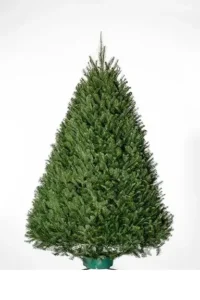 Douglas Fir Christmas Tree