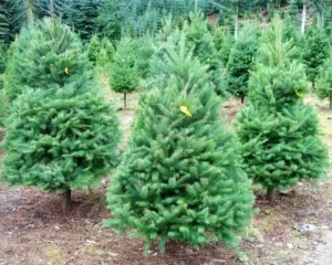 Douglas Fir Farm
