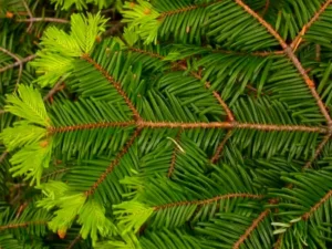 Grand Fir Branch Detail