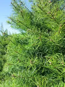 Douglas Fir
