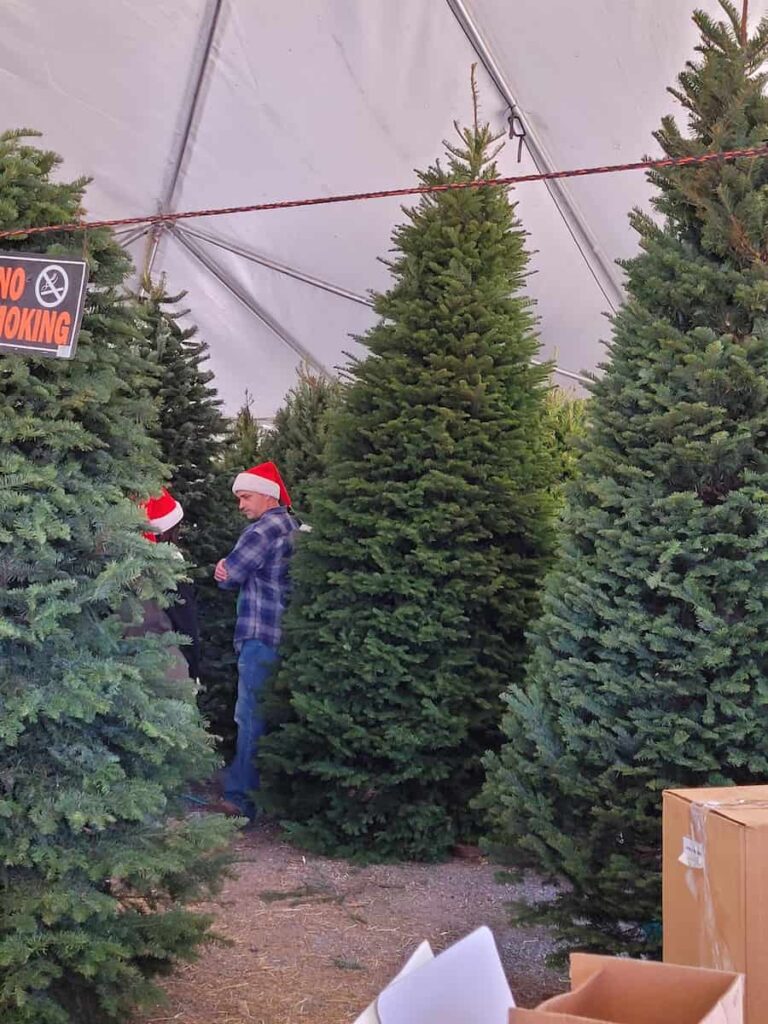 Valley View Christmas Trees lot entrance at 4439 Genesee Avenue, San Diego