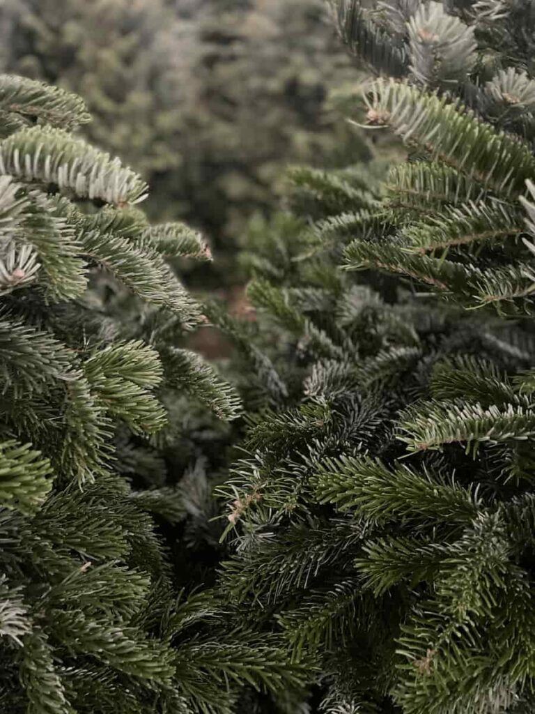 Rows of fresh-cut Christmas trees for sale at the San Diego lot