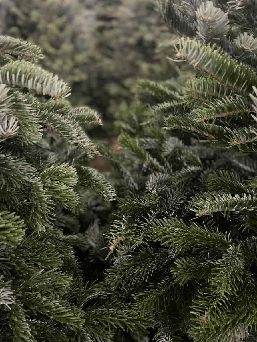 Rows of fresh-cut Christmas trees for sale at the San Diego lot