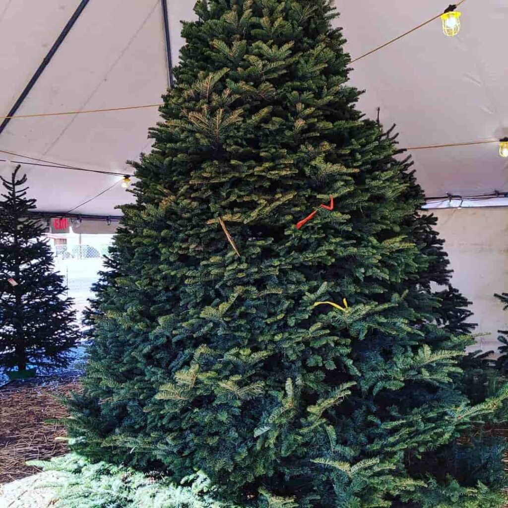 Christmas Tree Tall View